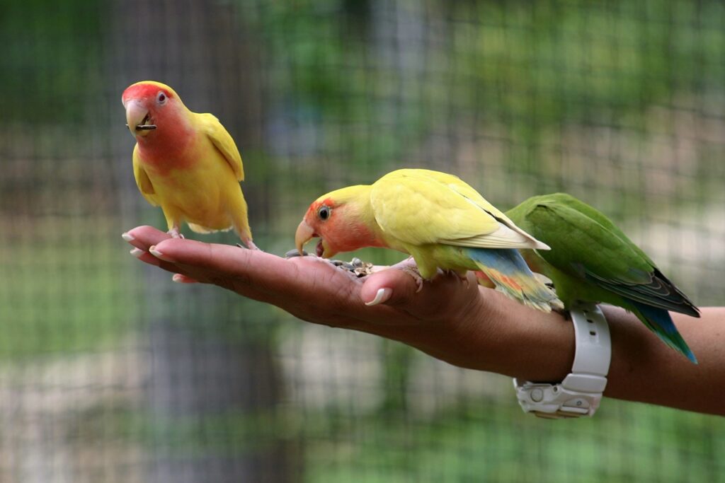 Pet Bird