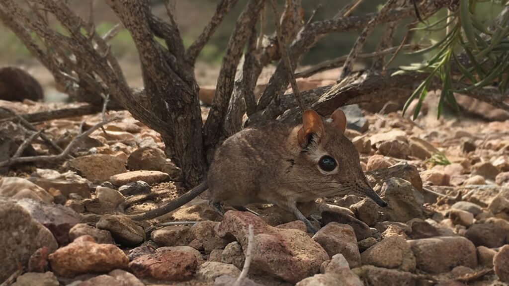 Somali Sengi
