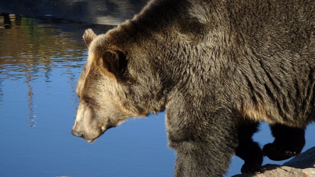 Grizzly Bear