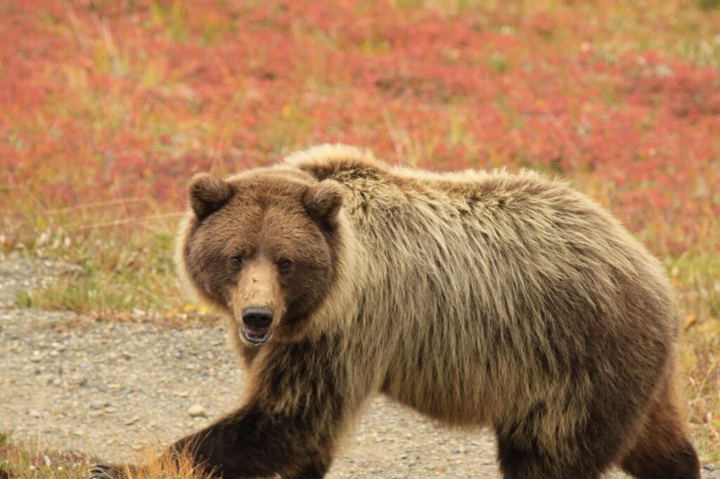 Grizzly Bear