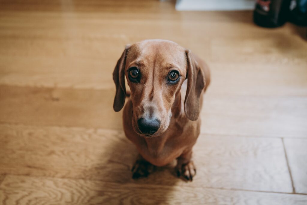 Dachshund