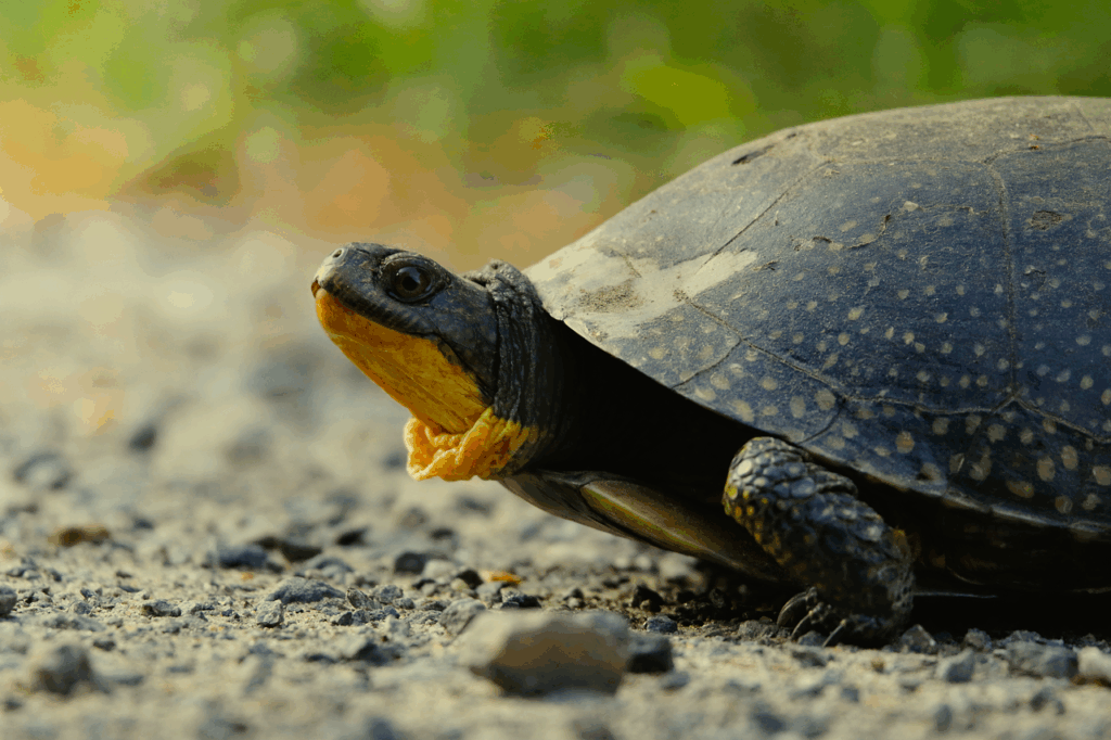 blandings-turtle-8073368_1280