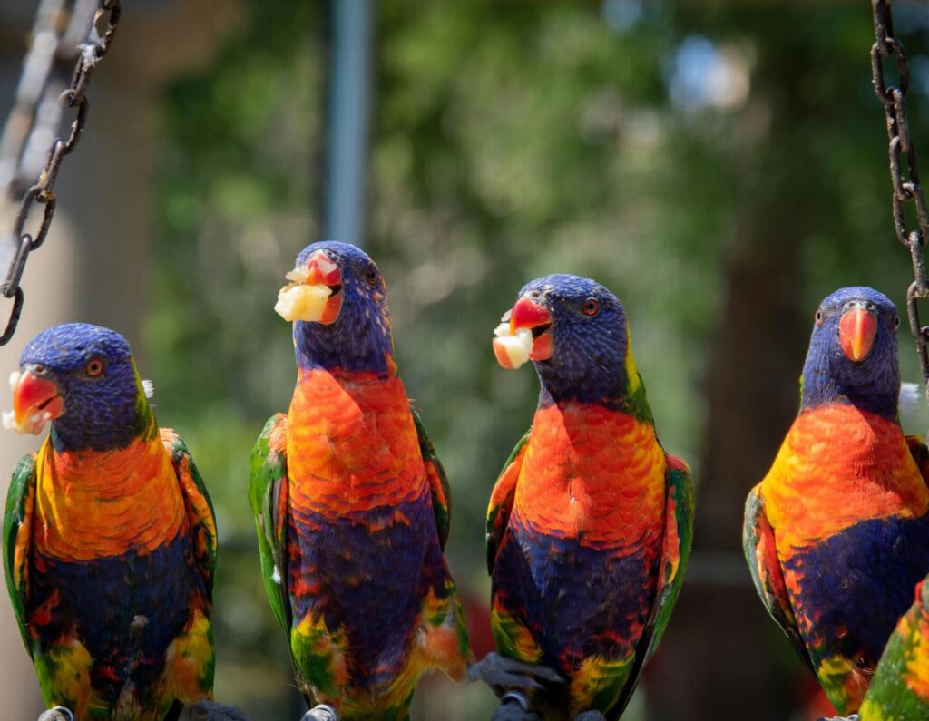 Parrots sharing food