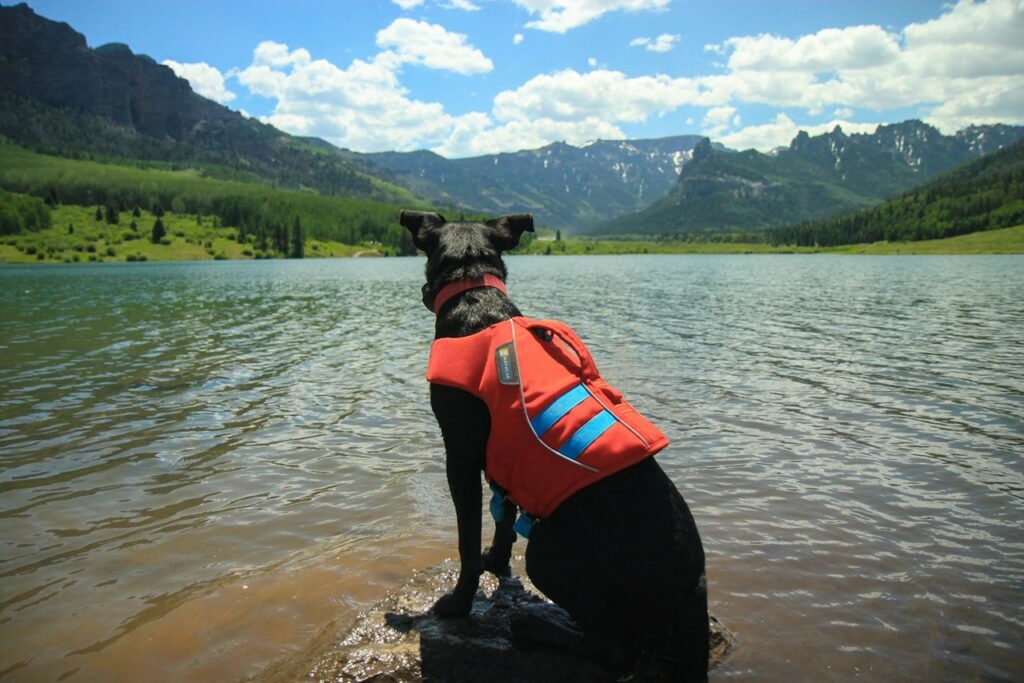 Dog travel