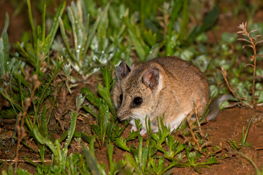 A Dunnart