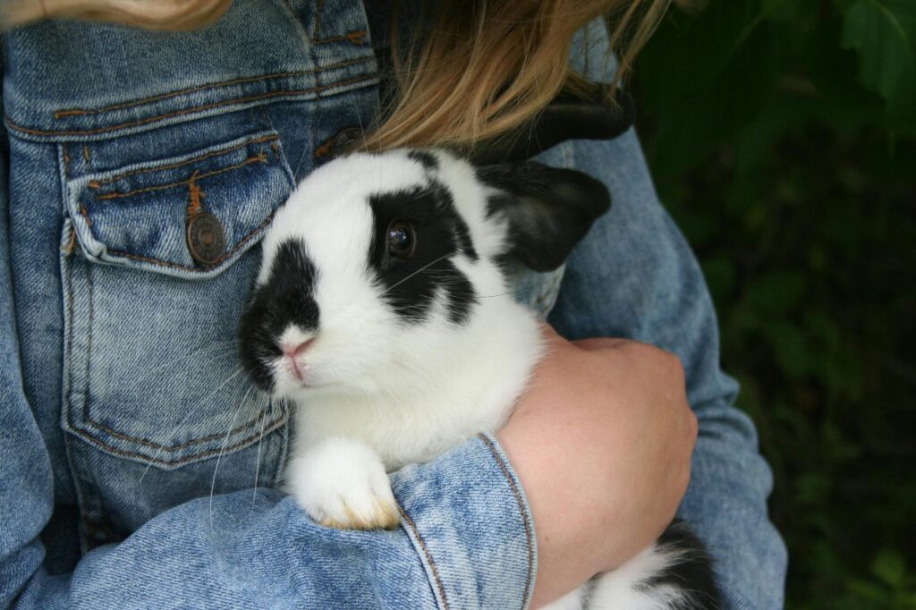 Person Holding Rabbit