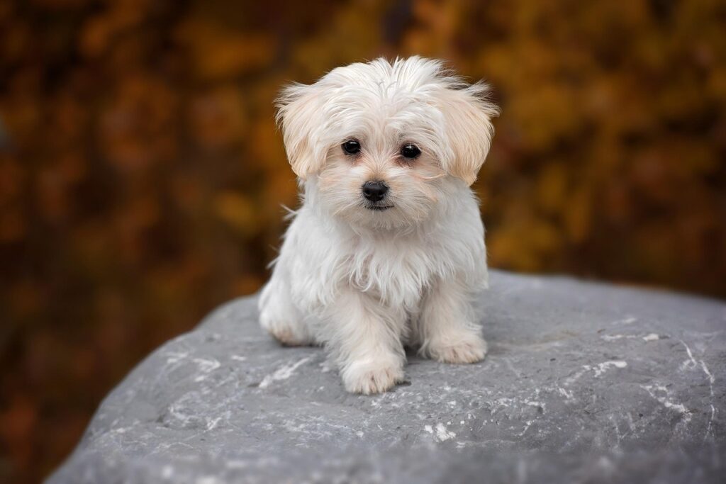 maltese dog