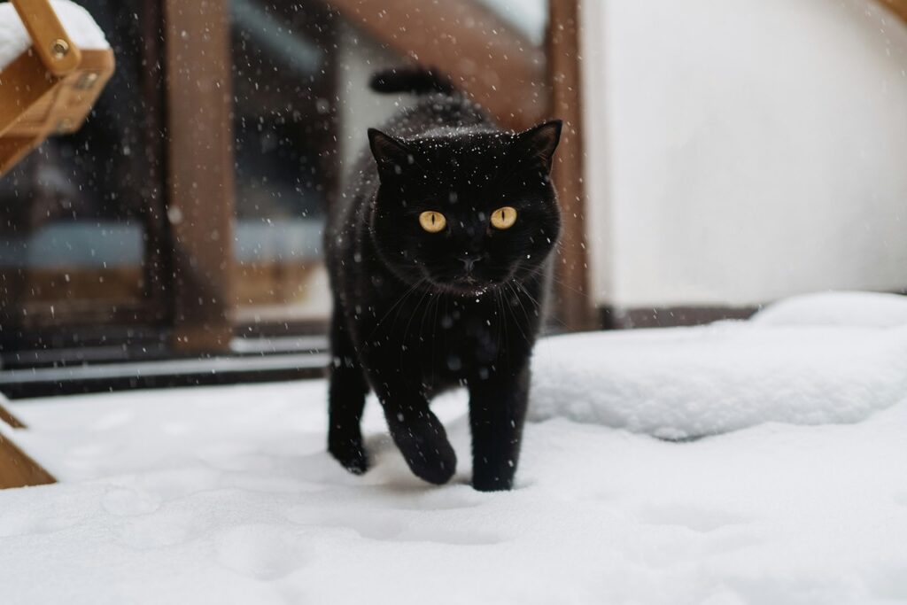 Black Cat
