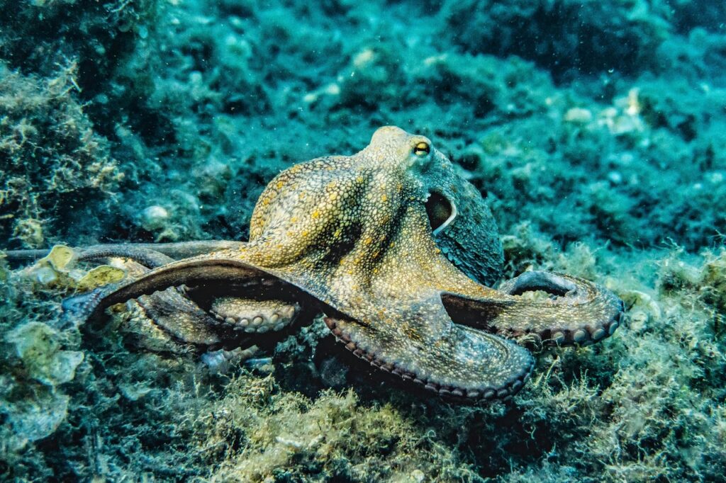  An Octopus resting