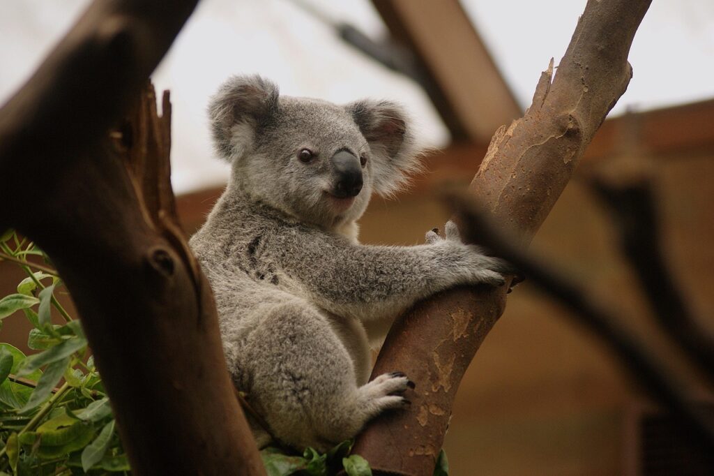  Koala resting