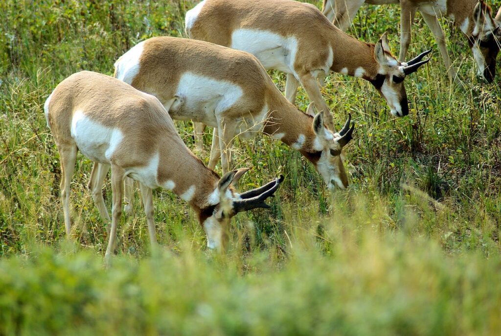Pronghorns