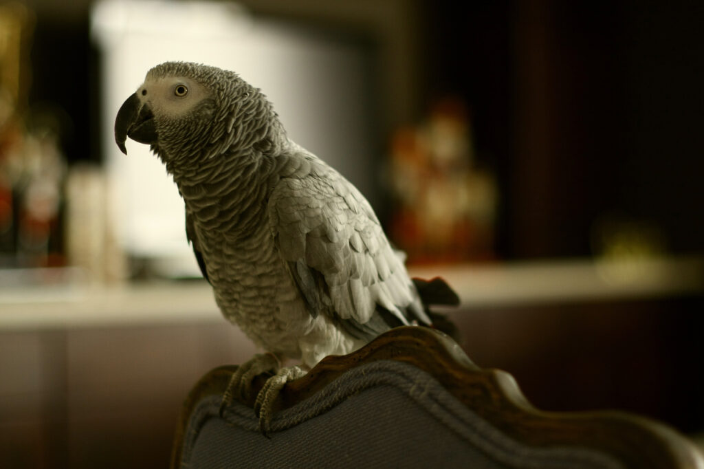 Alex the african grey parrot