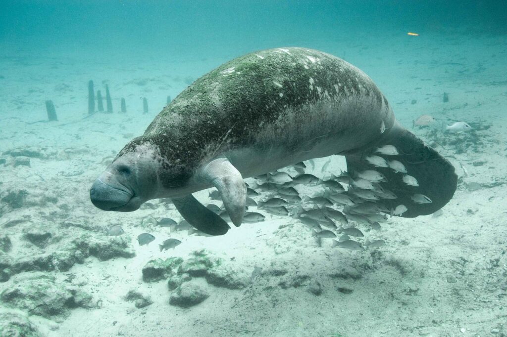 A Manatee
