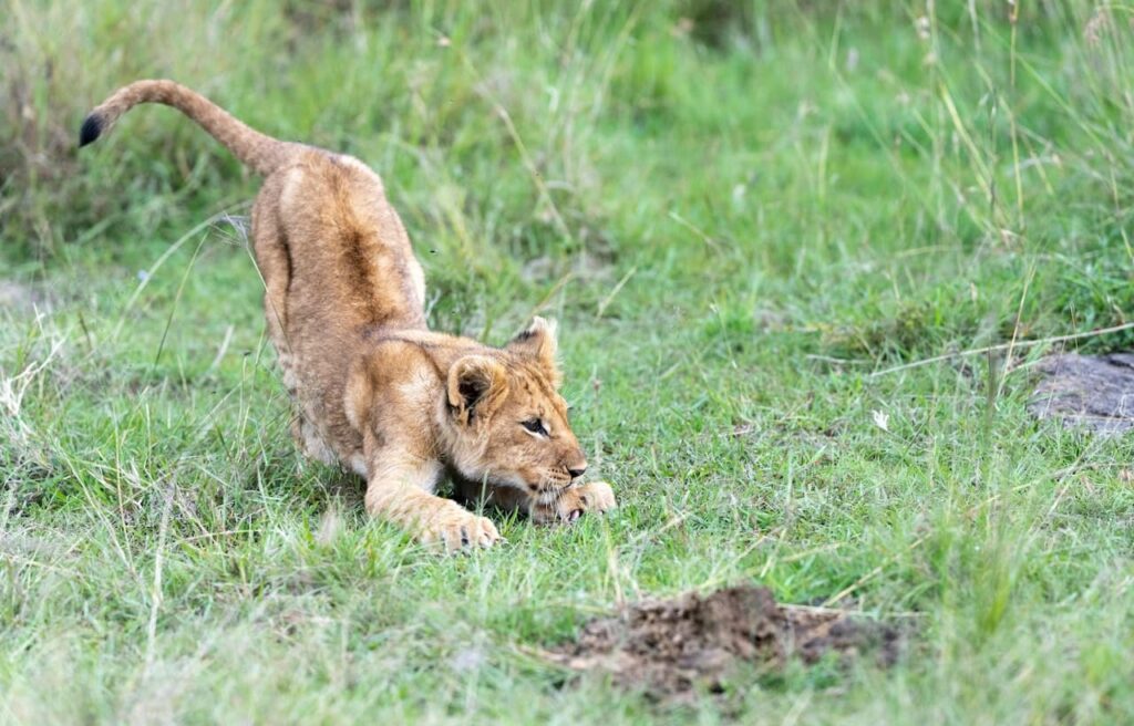 Lion cub on grass