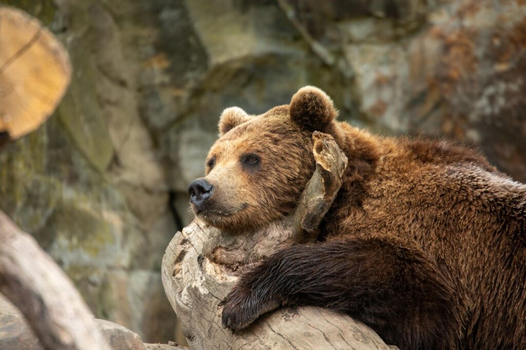 Grizzly Bear