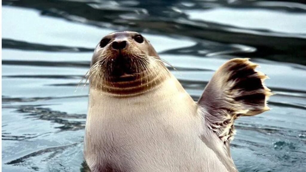 Bearded seal