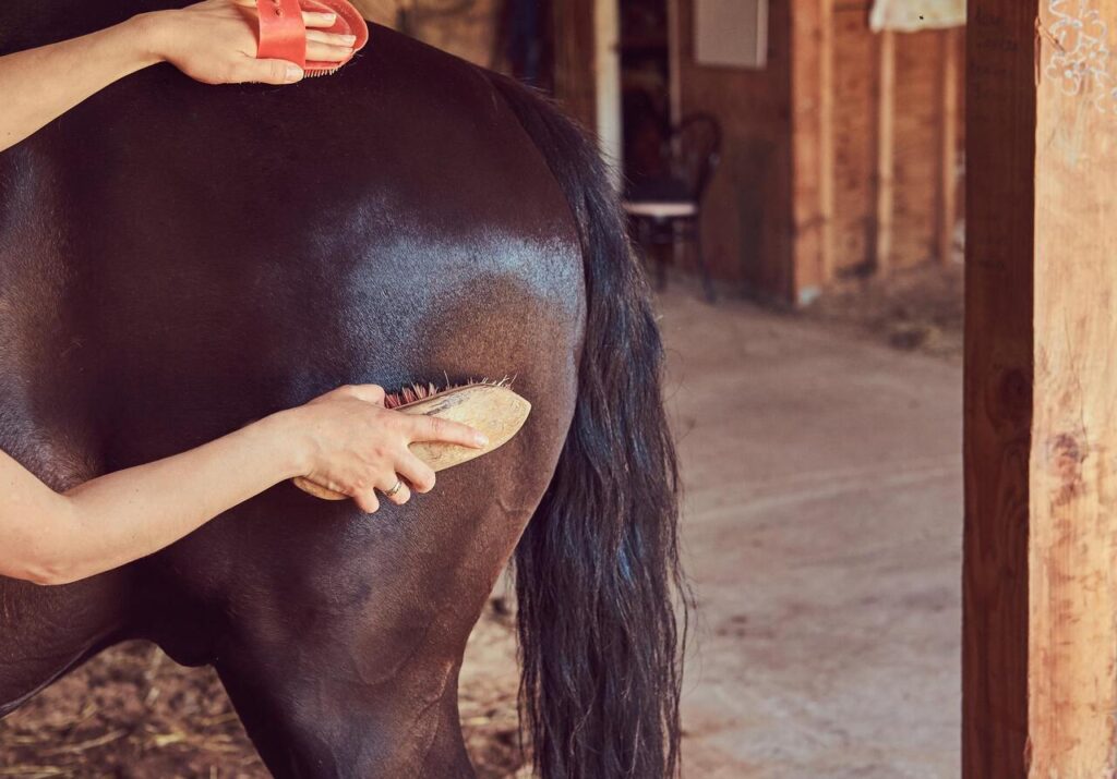 Horse grooming Reduces Risk of Parasites and Infections