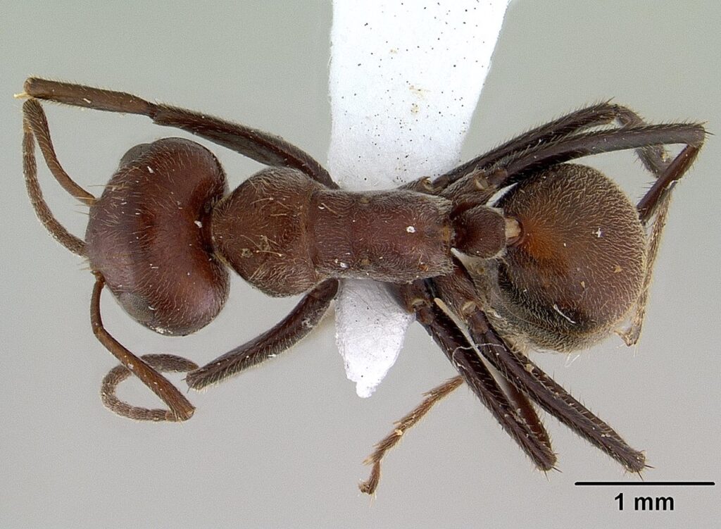 Colobopsis saundersi Scientific classification Edit this classification Domain: Eukaryota Kingdom: Animalia Phylum: Arthropoda Class: Insecta Order: Hymenoptera Family: Formicidae Subfamily: Formicinae Genus: Colobopsis Species: C. saundersi Binomial name Colobopsis saundersi (Emery, 1889) Synonyms Camponotus saundersi Colobopsis saundersi (synonym Camponotus saundersi), also called the Malaysian exploding ant