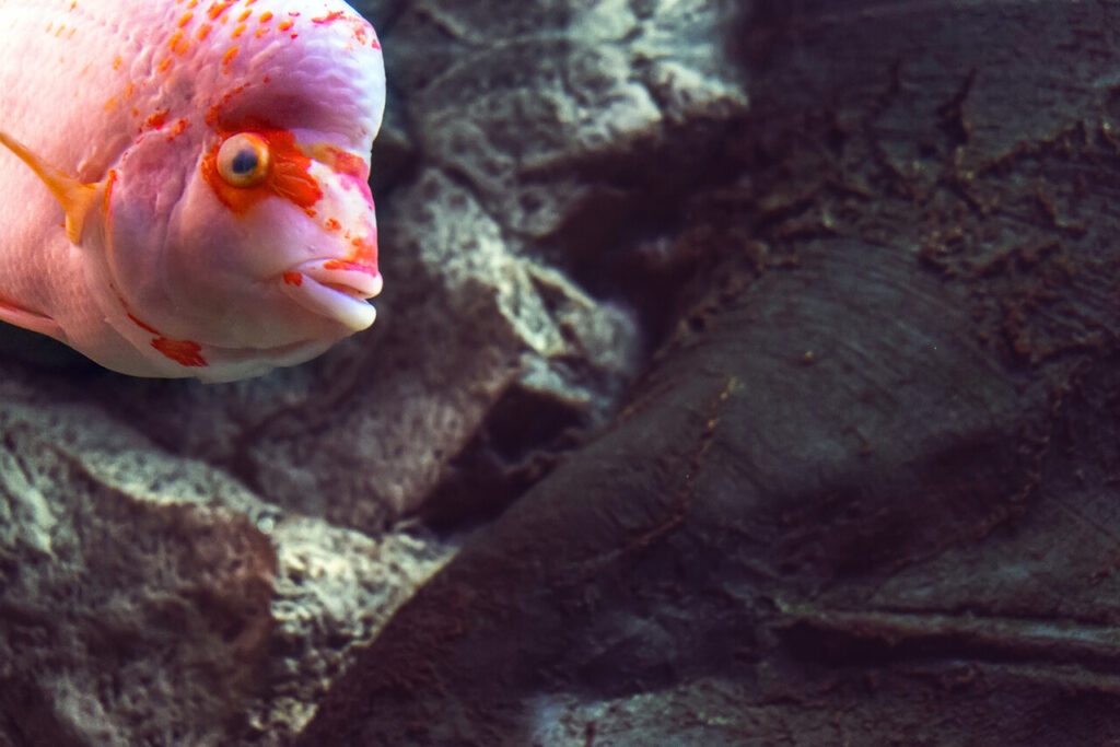 Feed Fish According to Activity and Age