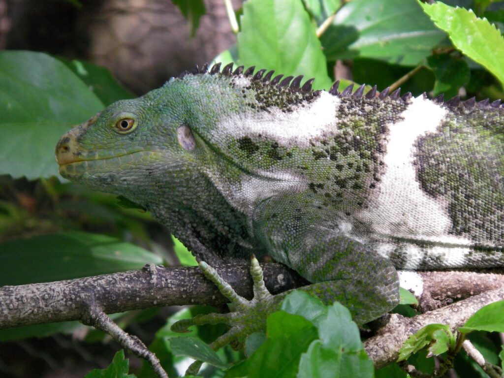 Fiji_Crested_Iguana
