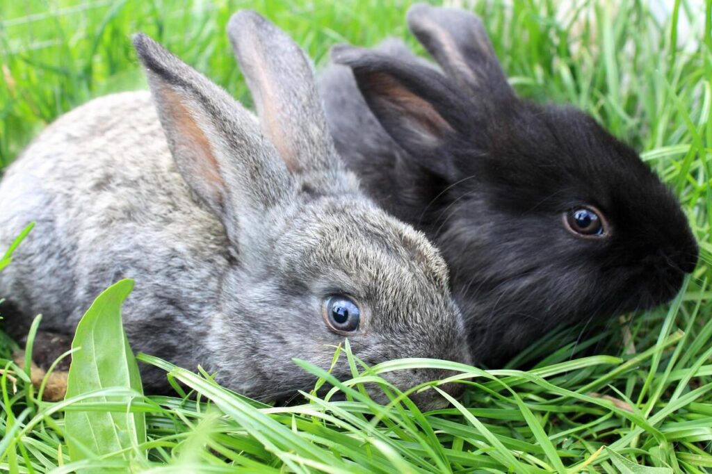 Rabbit pair