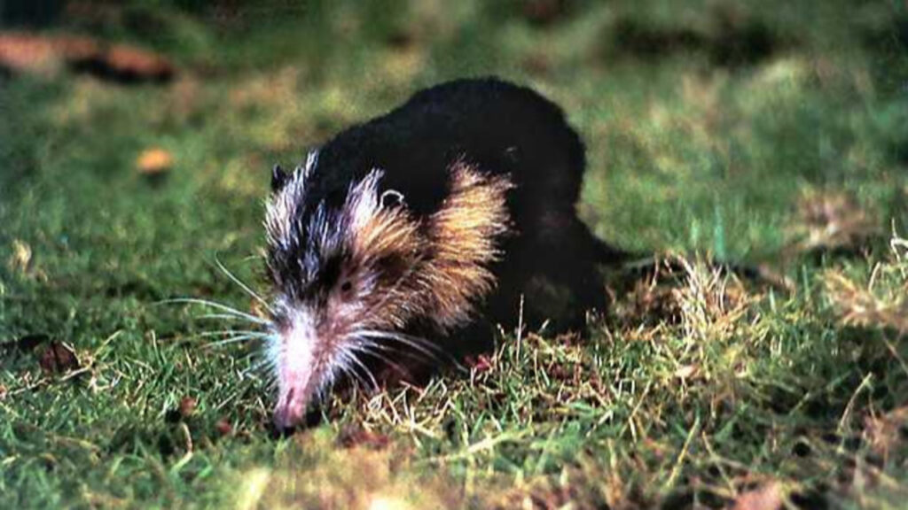 A Cuban Solenodon