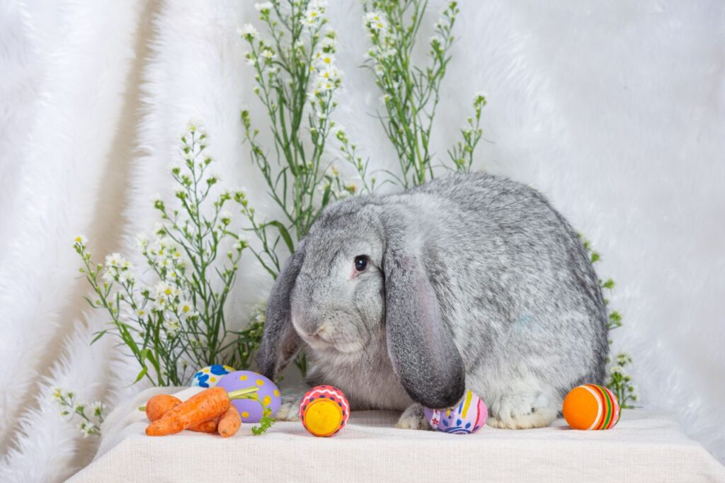 Rabbit with toys