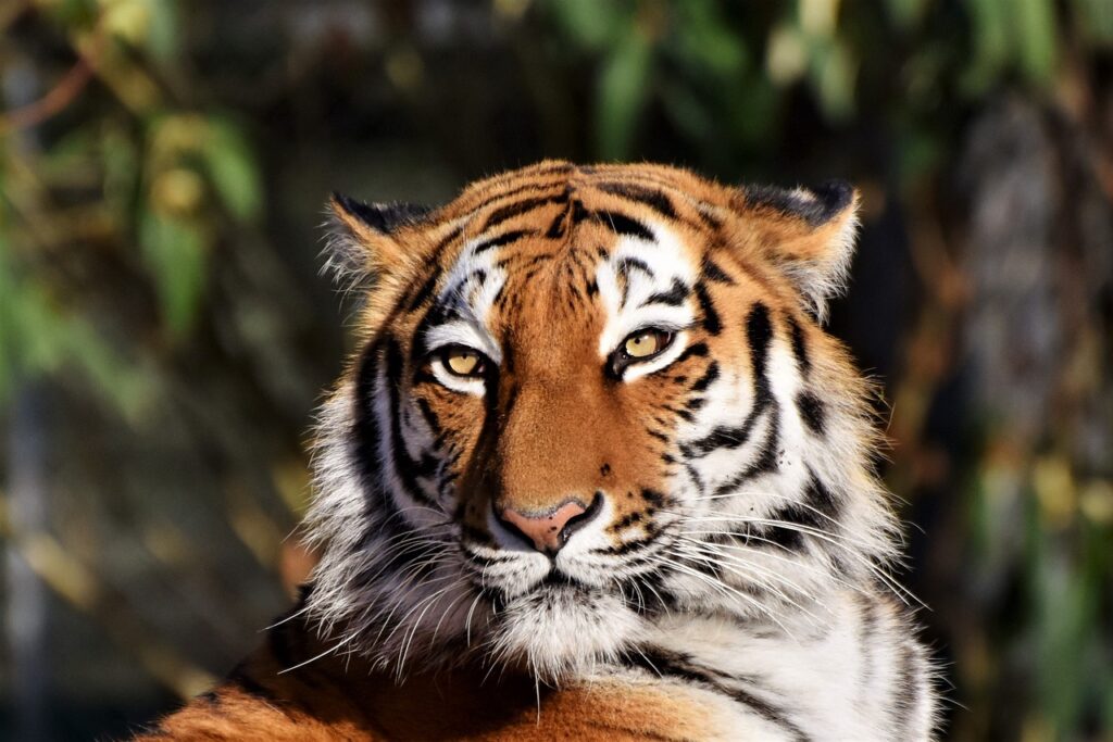 A Siberian Tiger