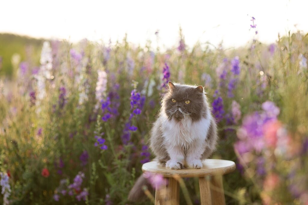A Persian Cat outdoor