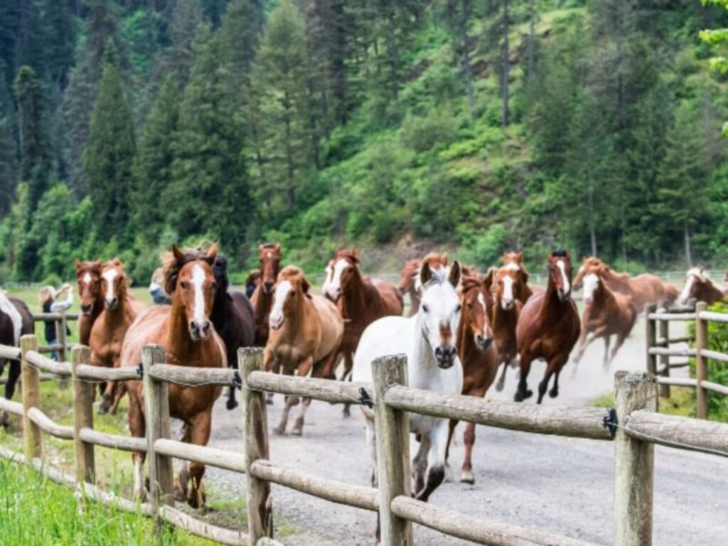 Red Horse Mountain Ranch