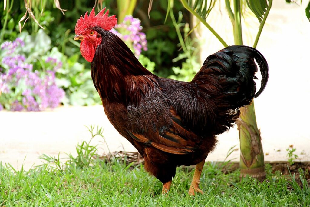 Rhode_Island_Red_Rooster-2