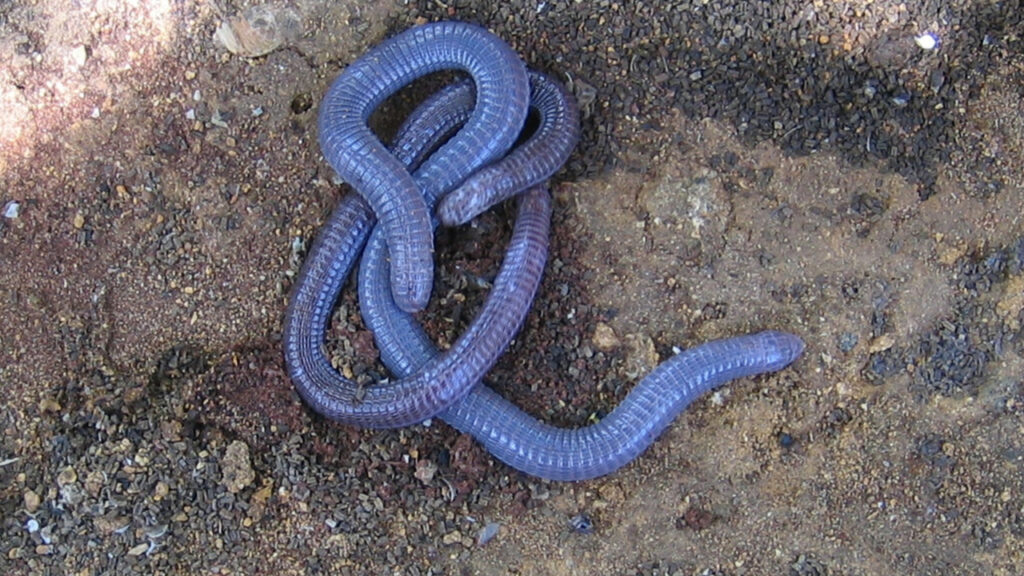 An Amphisbaenian