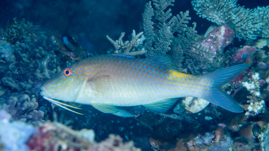 An Yellow Saddle Goatfish