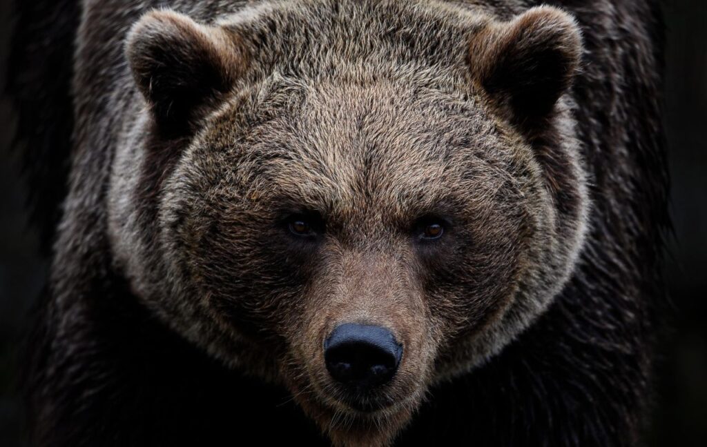 Angry Grizzly Bear
