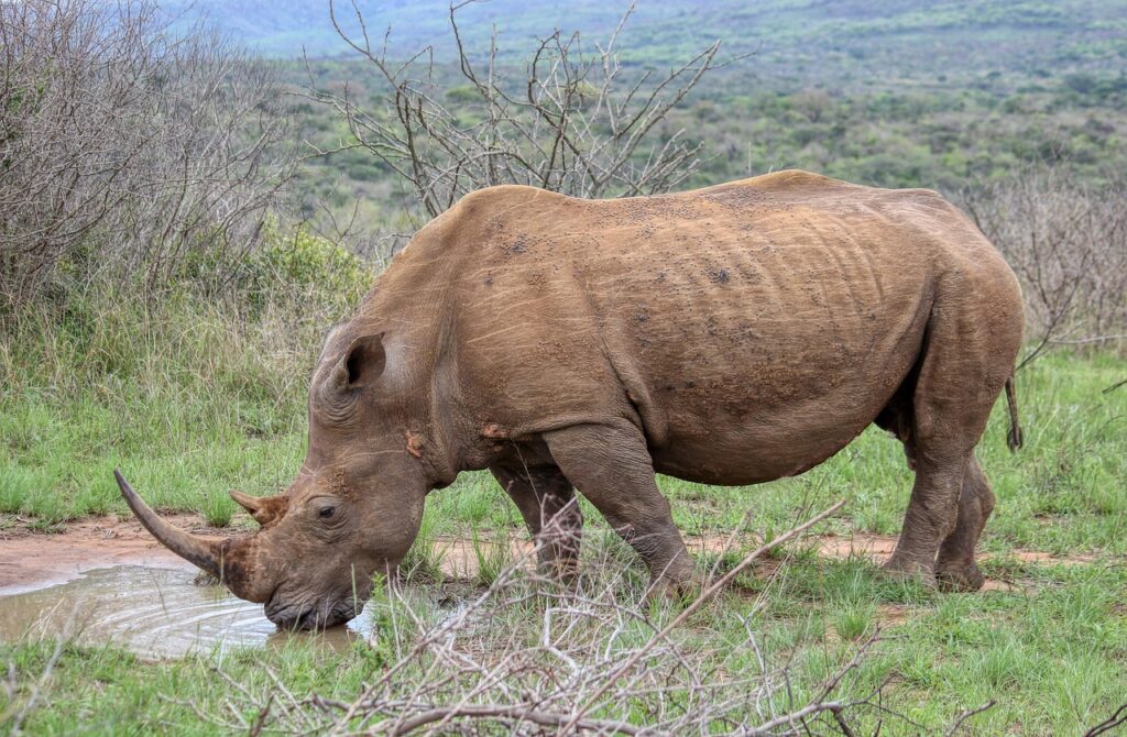 A Black Rhino