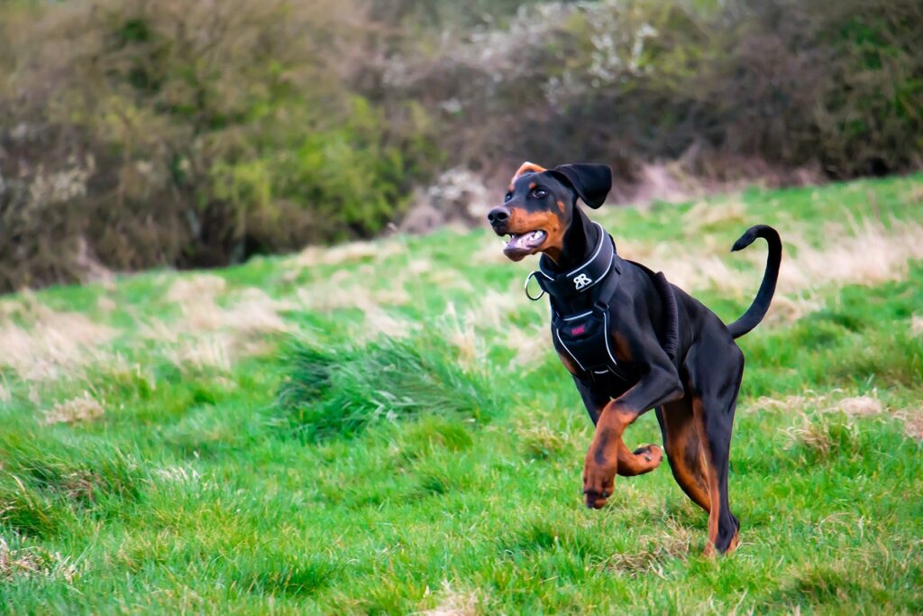 Doberman Pinscher