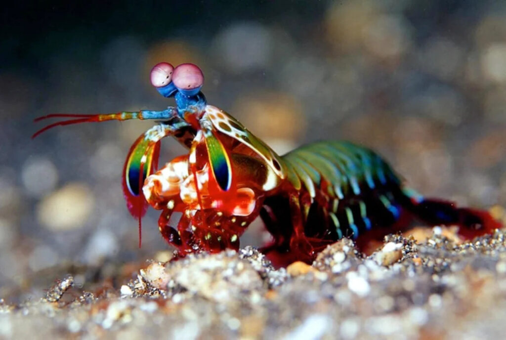 A Mantis Shrimp