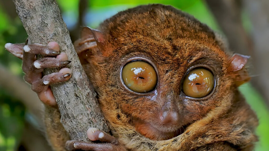 A Pygmy Tarsier