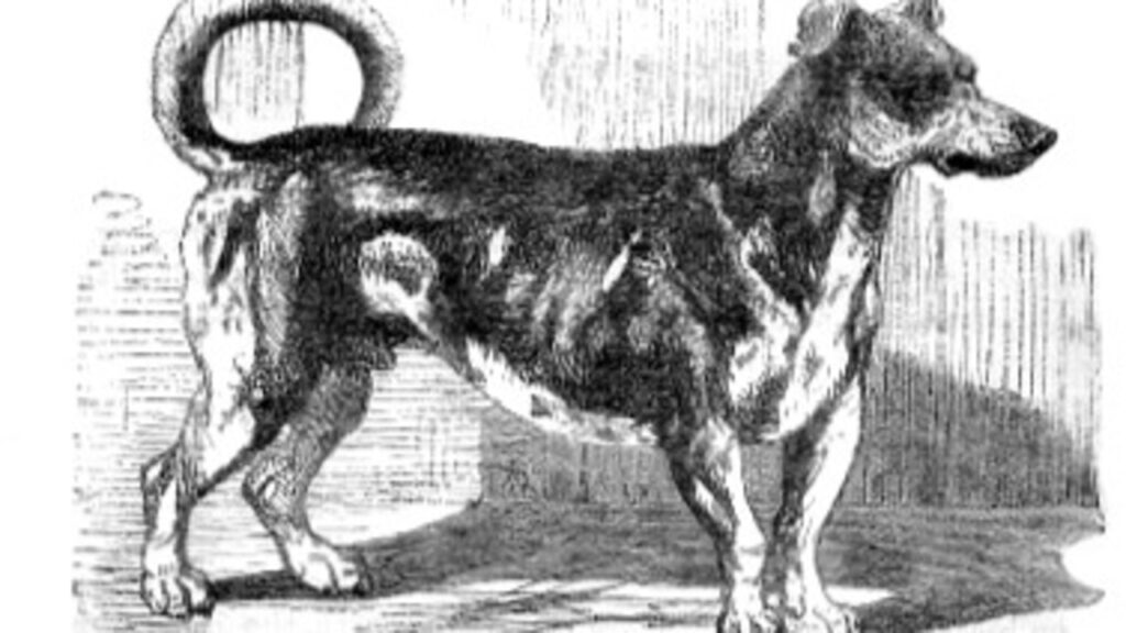 Turnspit dog Illustration