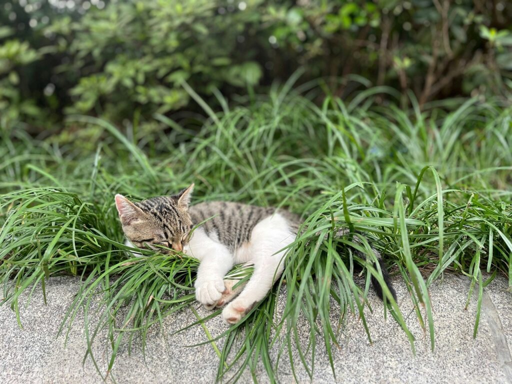 Cat Sleeping Outdoor