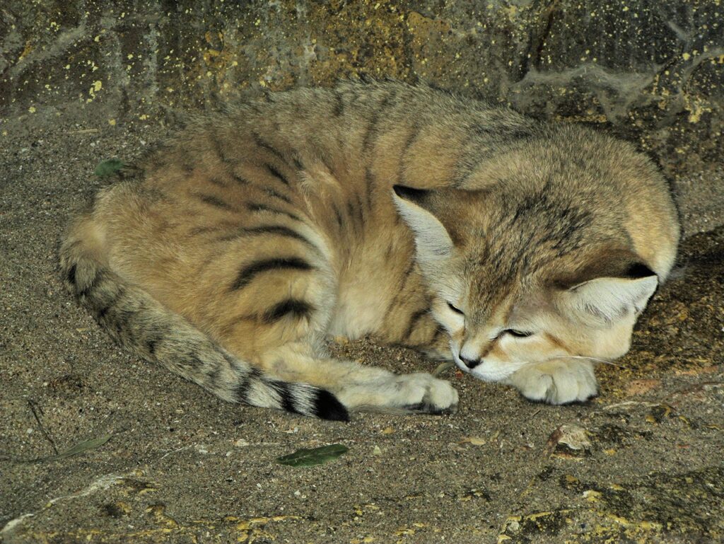 Sand Cat