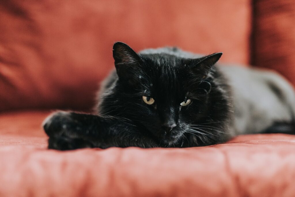 Black Cat