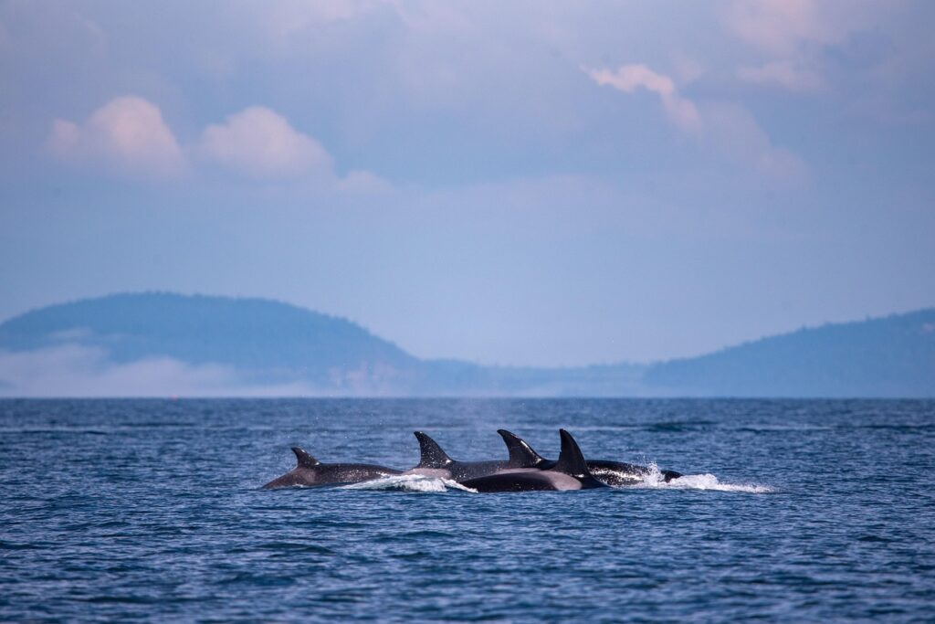 Orcas
