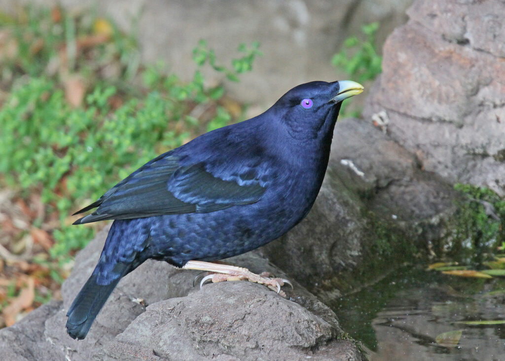 Satin_Bowerbird_JCB-2