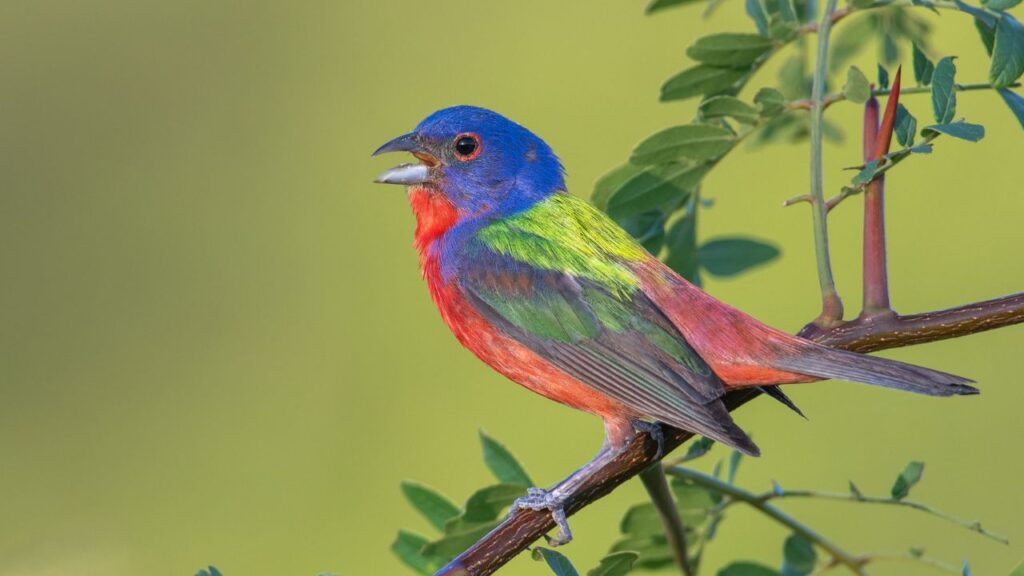 Painted Bunting