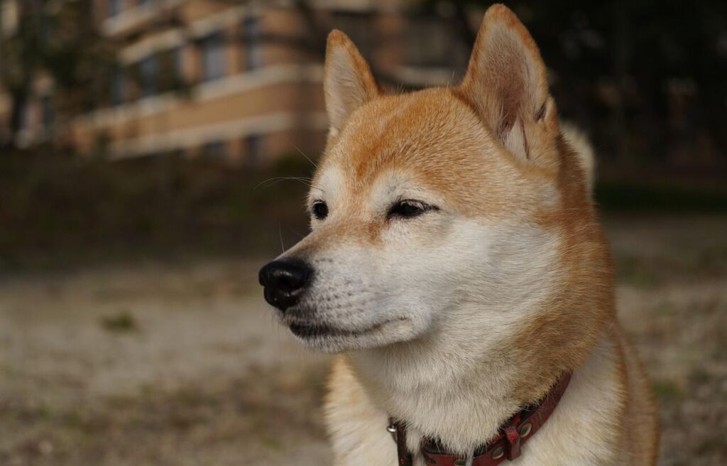 shiba inu