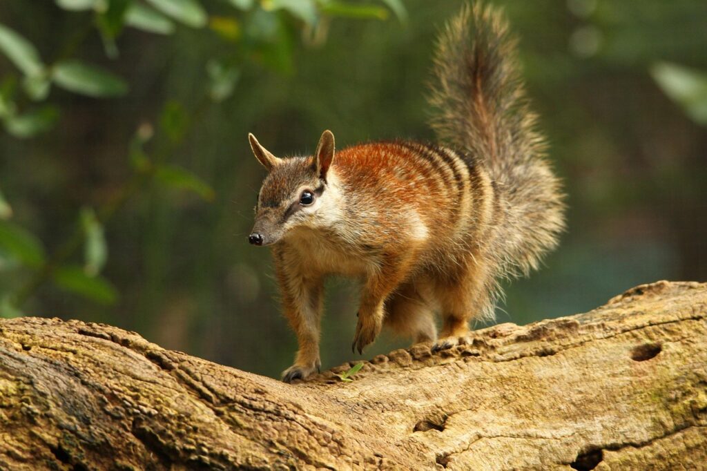 A Numbat on a tree