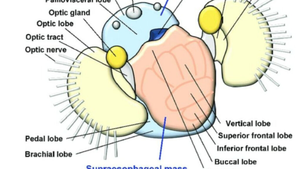 Illustration of an Octopus Brain