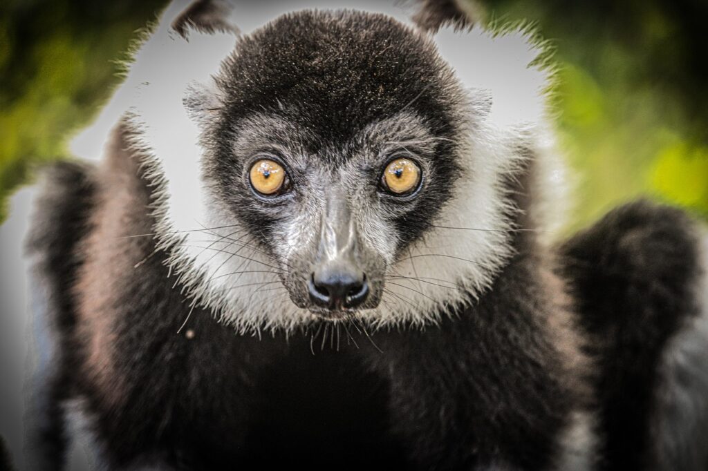 Indris Lemur