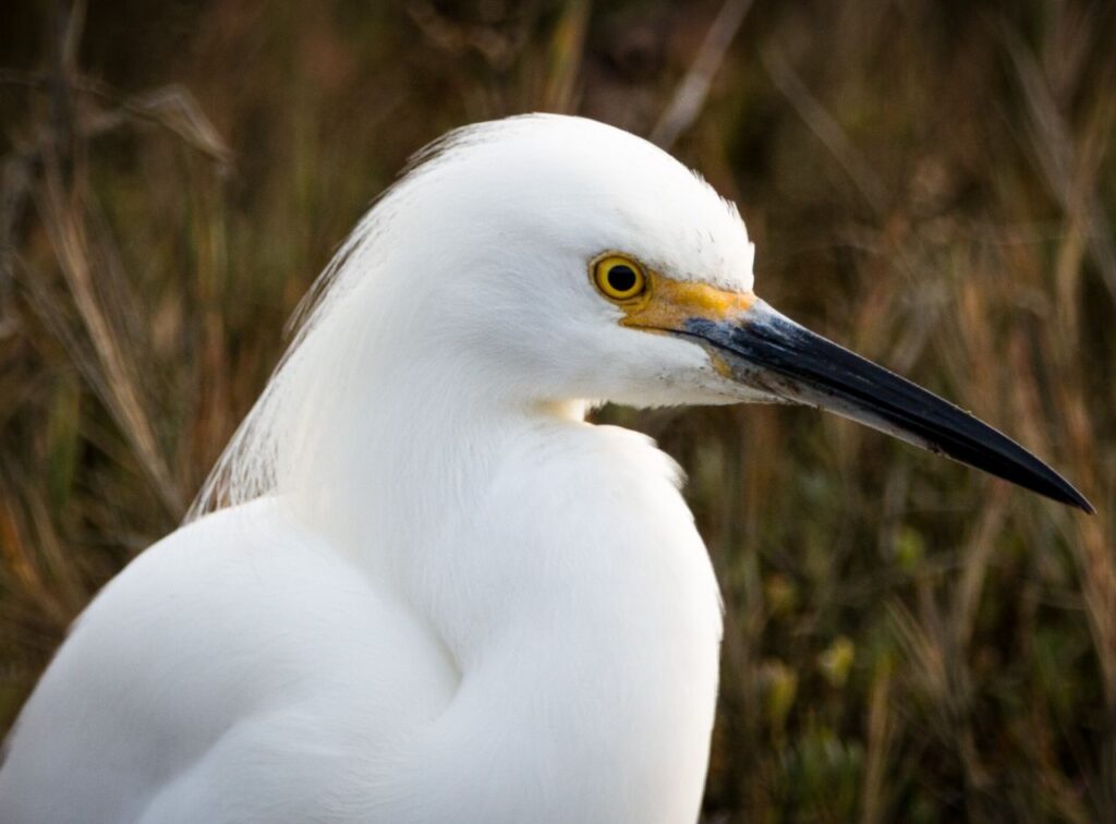 Snowy Egret
